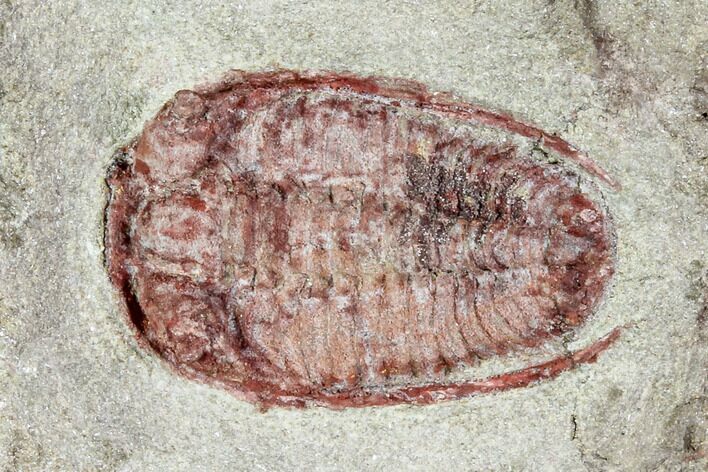 Red Bathycheilus Trilobite - Zagora, Morocco #105872